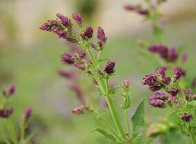 Šalvěj hajní 'Schwellenburg' - Salvia nemorosa 'Schwellenburg'
