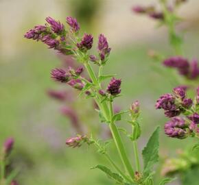 Šalvěj hajní 'Schwellenburg' - Salvia nemorosa 'Schwellenburg'