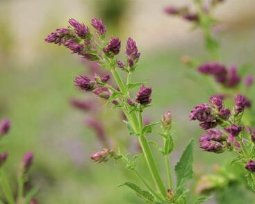 Šalvěj hajní 'Schwellenburg'