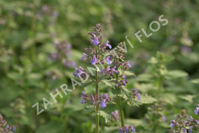 Šanta hroznovitá 'Blue Wonder' - Nepeta racemosa 'Blue Wonder'