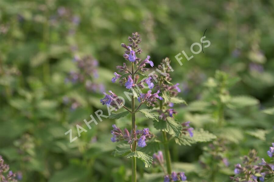 Šanta hroznovitá 'Blue Wonder' - Nepeta racemosa 'Blue Wonder'