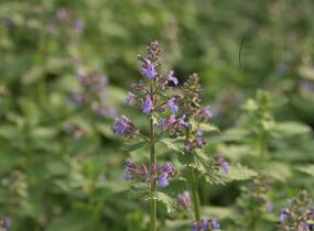 Šanta hroznovitá 'Blue Wonder' - Nepeta racemosa 'Blue Wonder'