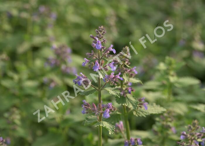 Šanta hroznovitá 'Blue Wonder' - Nepeta racemosa 'Blue Wonder'
