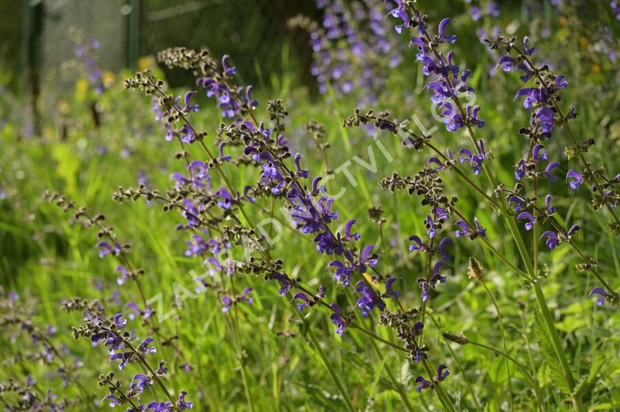 Šalvěj luční - Salvia pratensis