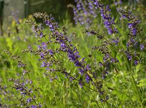 Šalvěj luční - Salvia pratensis