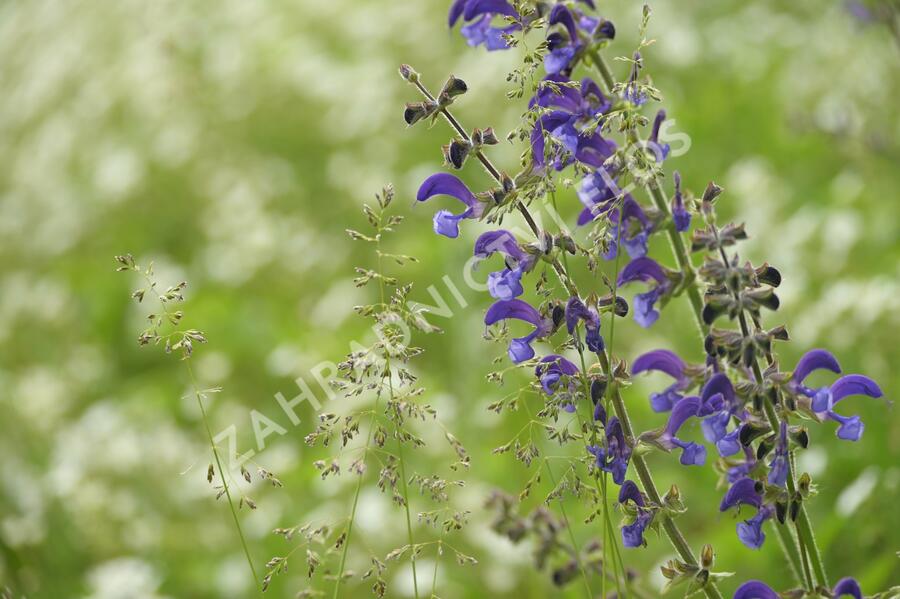 Šalvěj luční - Salvia pratensis