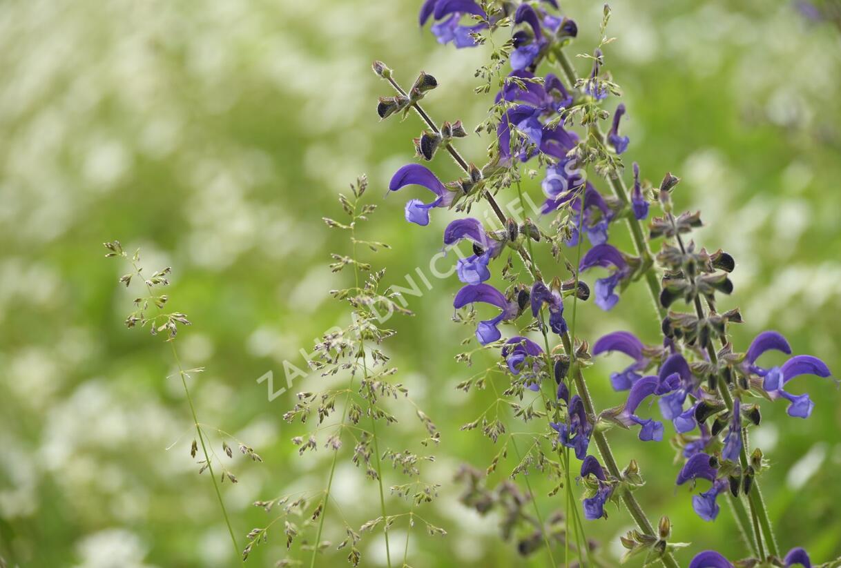 Šalvěj luční - Salvia pratensis