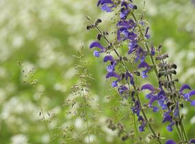 Šalvěj luční - Salvia pratensis