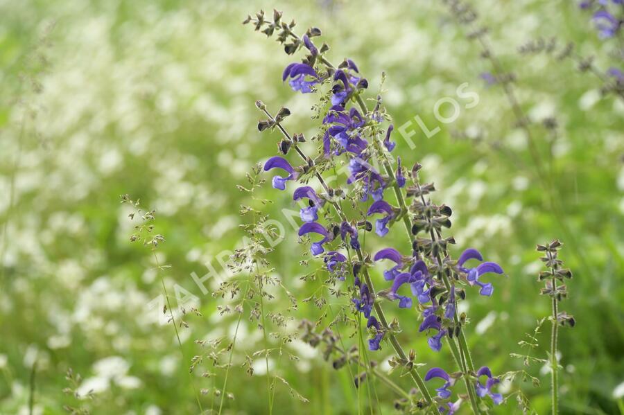 Šalvěj luční - Salvia pratensis