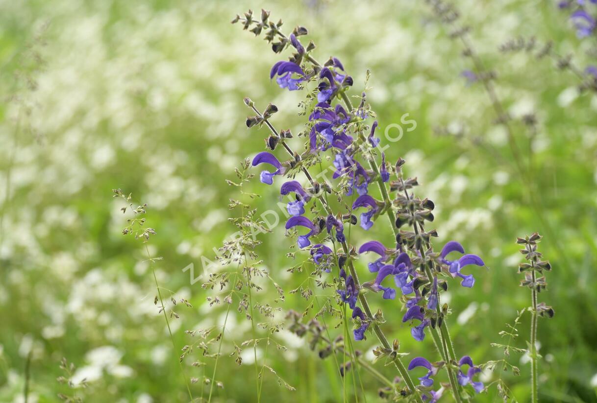 Šalvěj luční - Salvia pratensis