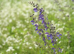 Šalvěj luční - Salvia pratensis
