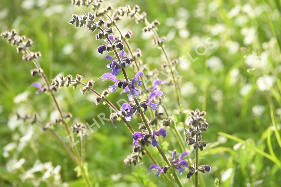 Šalvěj luční - Salvia pratensis