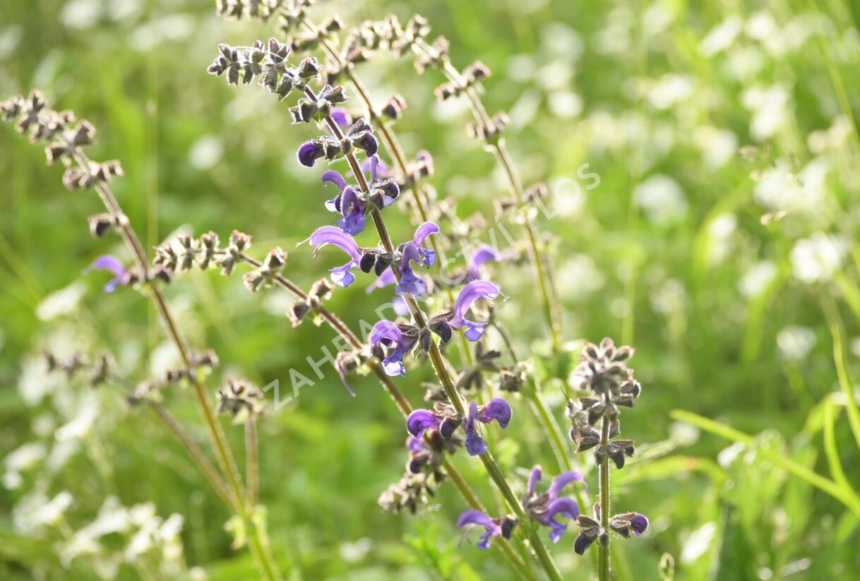 Šalvěj luční - Salvia pratensis