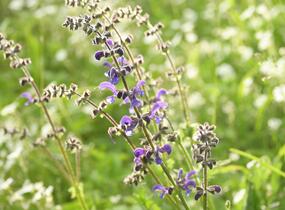 Šalvěj luční - Salvia pratensis