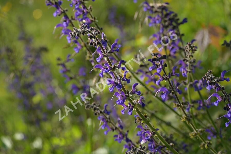 Šalvěj luční - Salvia pratensis