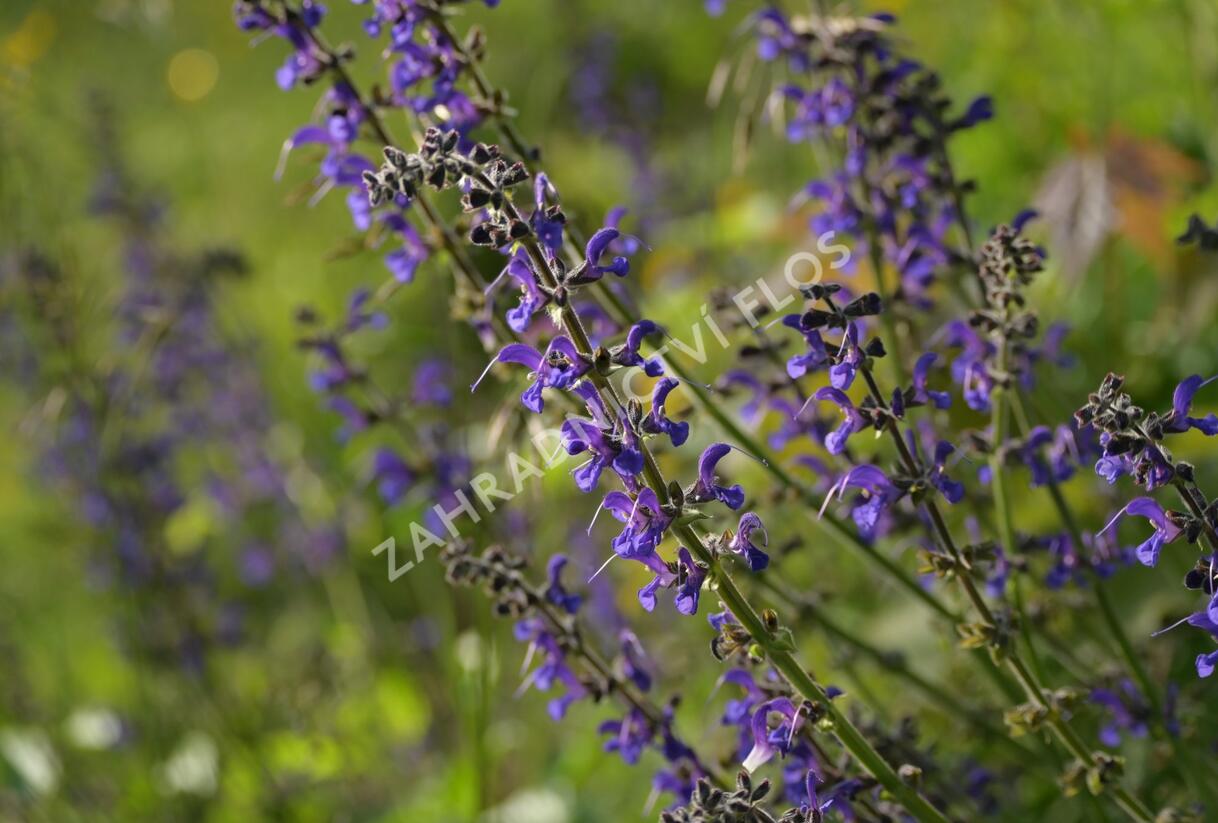 Šalvěj luční - Salvia pratensis