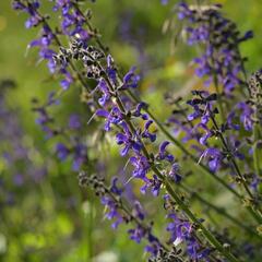 Šalvěj luční - Salvia pratensis