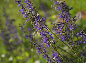 Šalvěj luční - Salvia pratensis