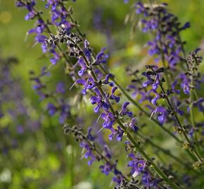 Šalvěj luční - Salvia pratensis
