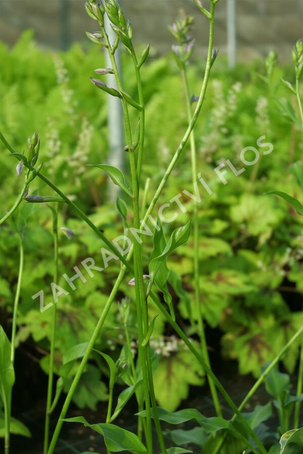 Bohyška vlnitolistá - Hosta undulata