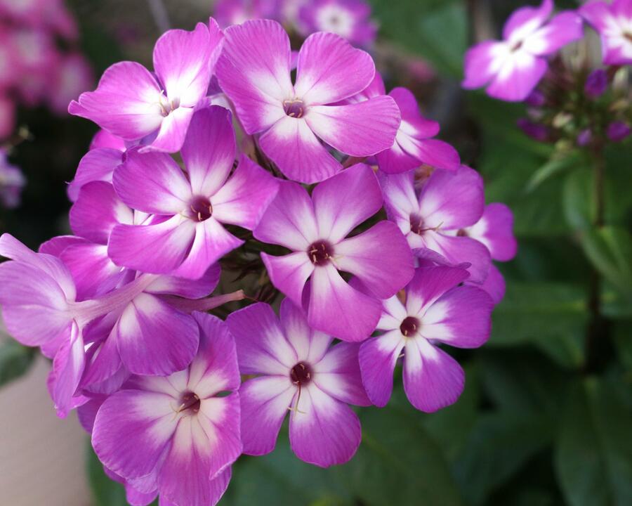 Plamenka latnatá 'Flame Pro Purple' - Phlox paniculata 'Flame Pro Purple'