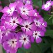 Plamenka latnatá 'Flame Pro Purple' - Phlox paniculata 'Flame Pro Purple'