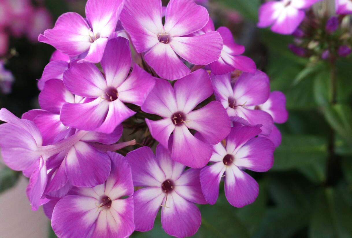 Plamenka latnatá 'Flame Pro Purple' - Phlox paniculata 'Flame Pro Purple'