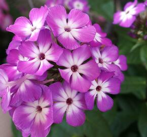 Plamenka latnatá 'Flame Pro Purple' - Phlox paniculata 'Flame Pro Purple'