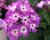Plamenka latnatá 'Flame Pro Purple'