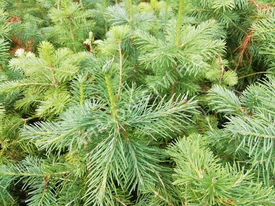 Jedle plstnatoplodá - Abies lasiocarpa arizonica