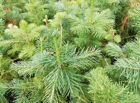 Jedle plstnatoplodá - Abies lasiocarpa arizonica
