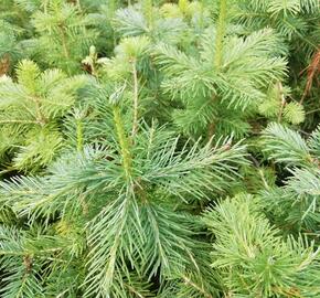 Jedle plstnatoplodá - Abies lasiocarpa arizonica