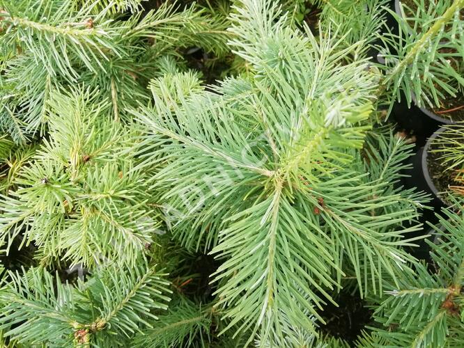 Jedle plstnatoplodá - Abies lasiocarpa arizonica