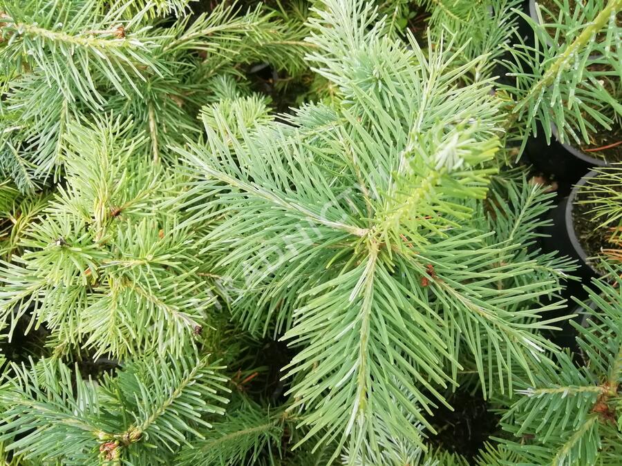 Jedle plstnatoplodá - Abies lasiocarpa arizonica