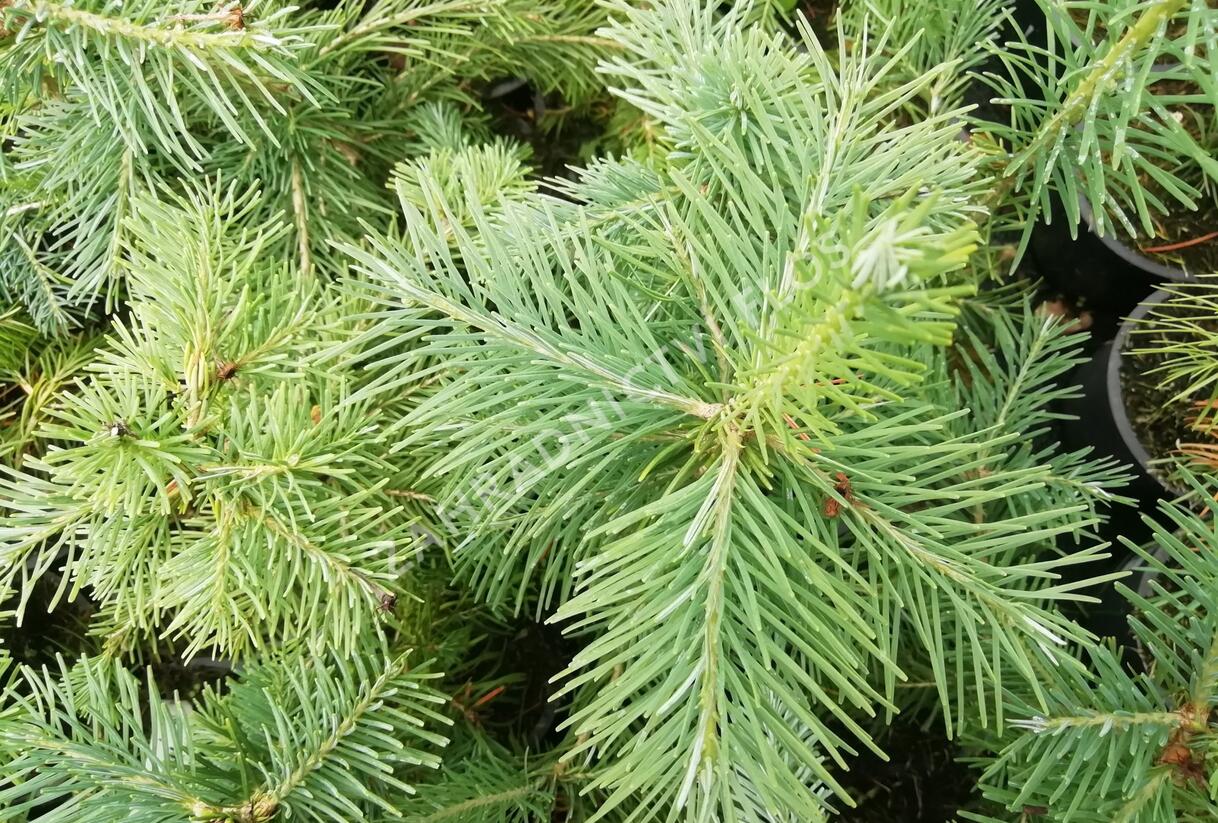 Jedle plstnatoplodá - Abies lasiocarpa arizonica