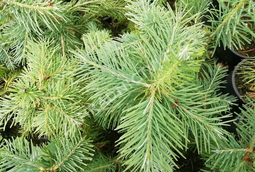 Jedle plstnatoplodá - Abies lasiocarpa arizonica