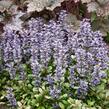 Zběhovec 'Chocolate Chip' - Ajuga tenorii 'Chocolate Chip'