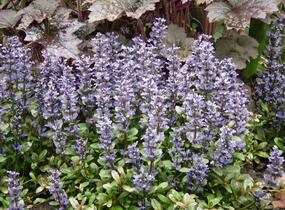Zběhovec 'Chocolate Chip' - Ajuga tenorii 'Chocolate Chip'