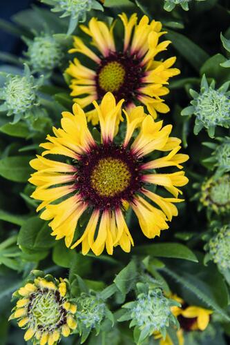 Kokarda osinatá 'Fanfare Citronella' - Gaillardia aristata 'Fanfare Citronella'