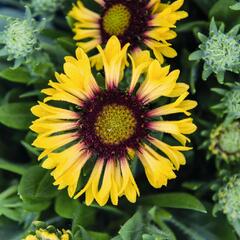 Kokarda osinatá 'Fanfare Citronella' - Gaillardia aristata 'Fanfare Citronella'