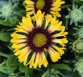 Kokarda osinatá 'Fanfare Citronella' - Gaillardia aristata 'Fanfare Citronella'