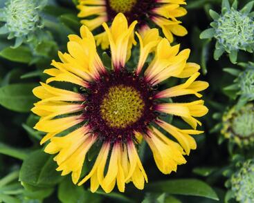 Kokarda osinatá 'Fanfare Citronella'