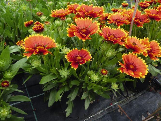 Kokarda osinatá 'Sunset Flash' - Gaillardia aristata 'Sunset Flash'