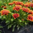 Kokarda osinatá 'Sunset Flash' - Gaillardia aristata 'Sunset Flash'