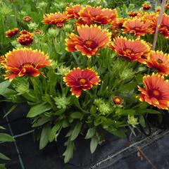 Kokarda osinatá 'Sunset Flash' - Gaillardia aristata 'Sunset Flash'