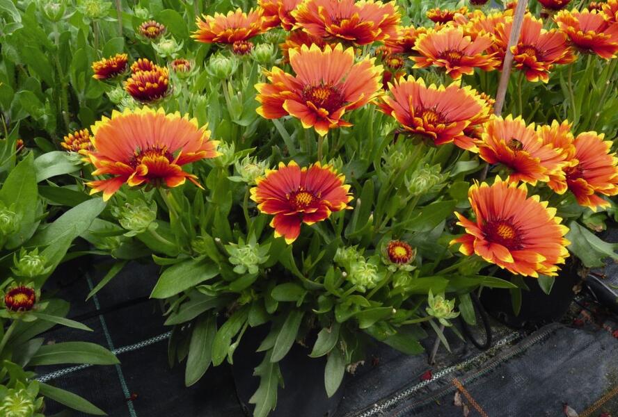 Kokarda osinatá 'Sunset Flash' - Gaillardia aristata 'Sunset Flash'