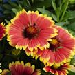 Kokarda osinatá 'Sunset Snappy' - Gaillardia aristata 'Sunset Snappy'