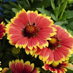 Kokarda osinatá 'Sunset Snappy' - Gaillardia aristata 'Sunset Snappy'