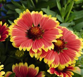 Kokarda osinatá 'Sunset Snappy' - Gaillardia aristata 'Sunset Snappy'