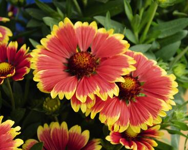 Kokarda osinatá 'Sunset Snappy'